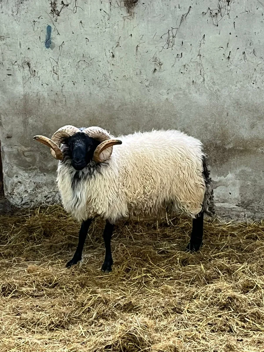 SIS 2nd year conversion mountain ram hoggets - Image 2