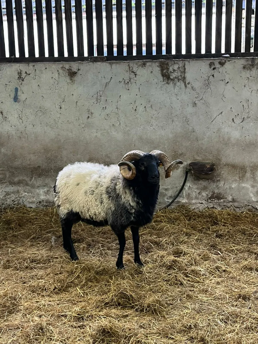 SIS 2nd year conversion mountain ram hoggets - Image 3