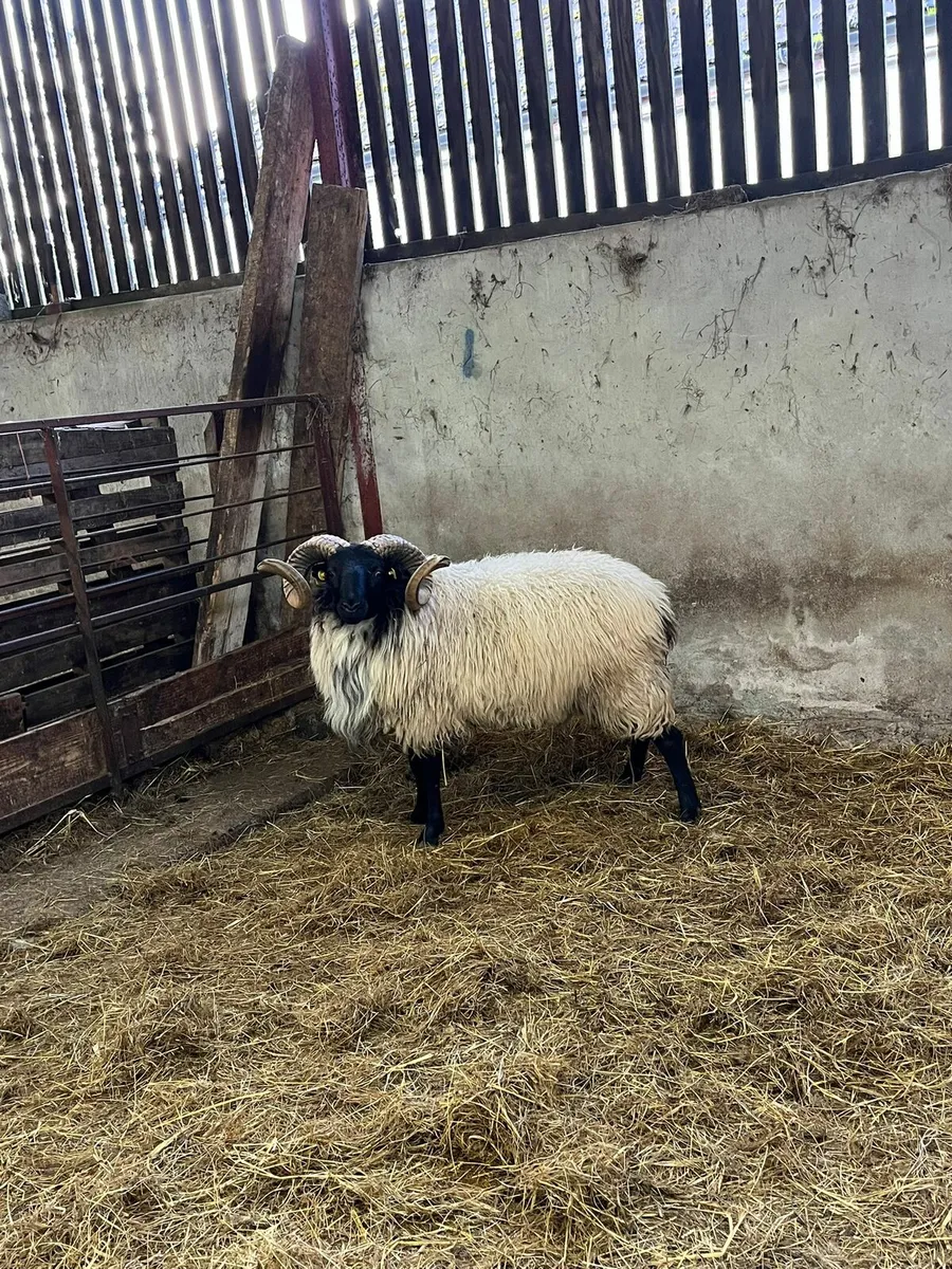 SIS 2nd year conversion mountain ram hoggets - Image 4