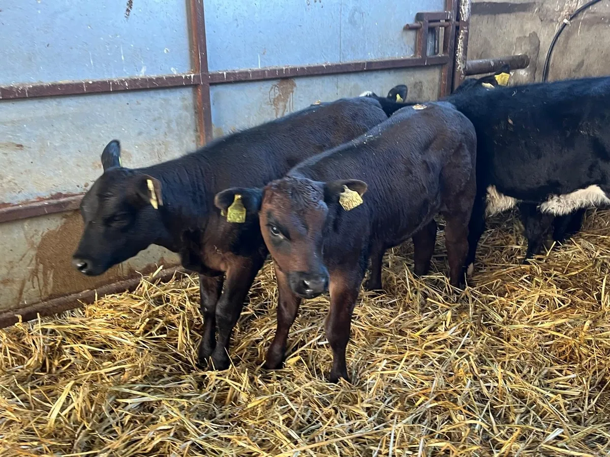 5 super Angus runner heifers - Image 1