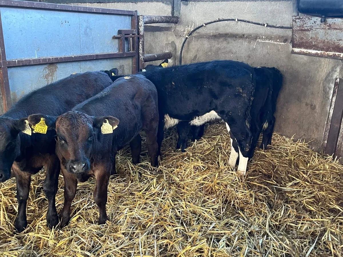 5 super Angus runner heifers - Image 2