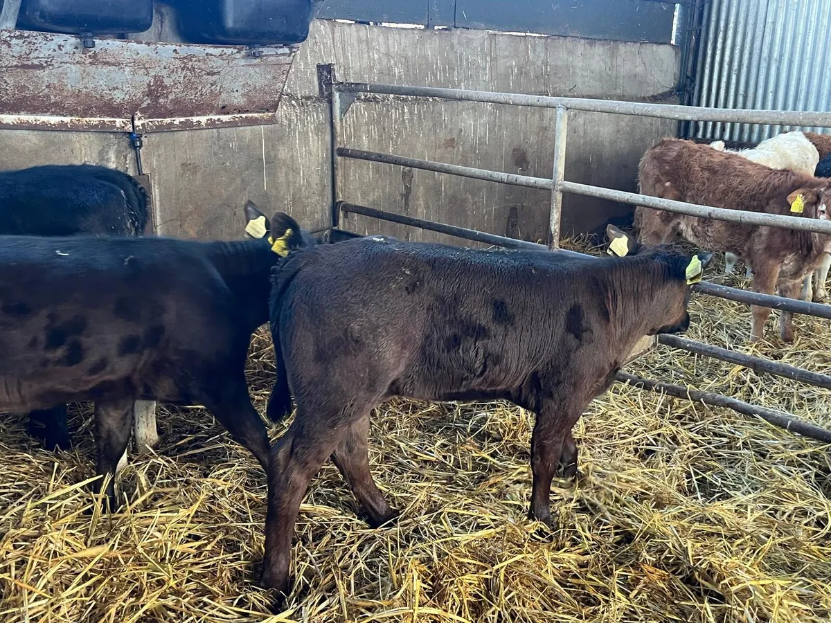 5 super Angus runner heifers - Image 3