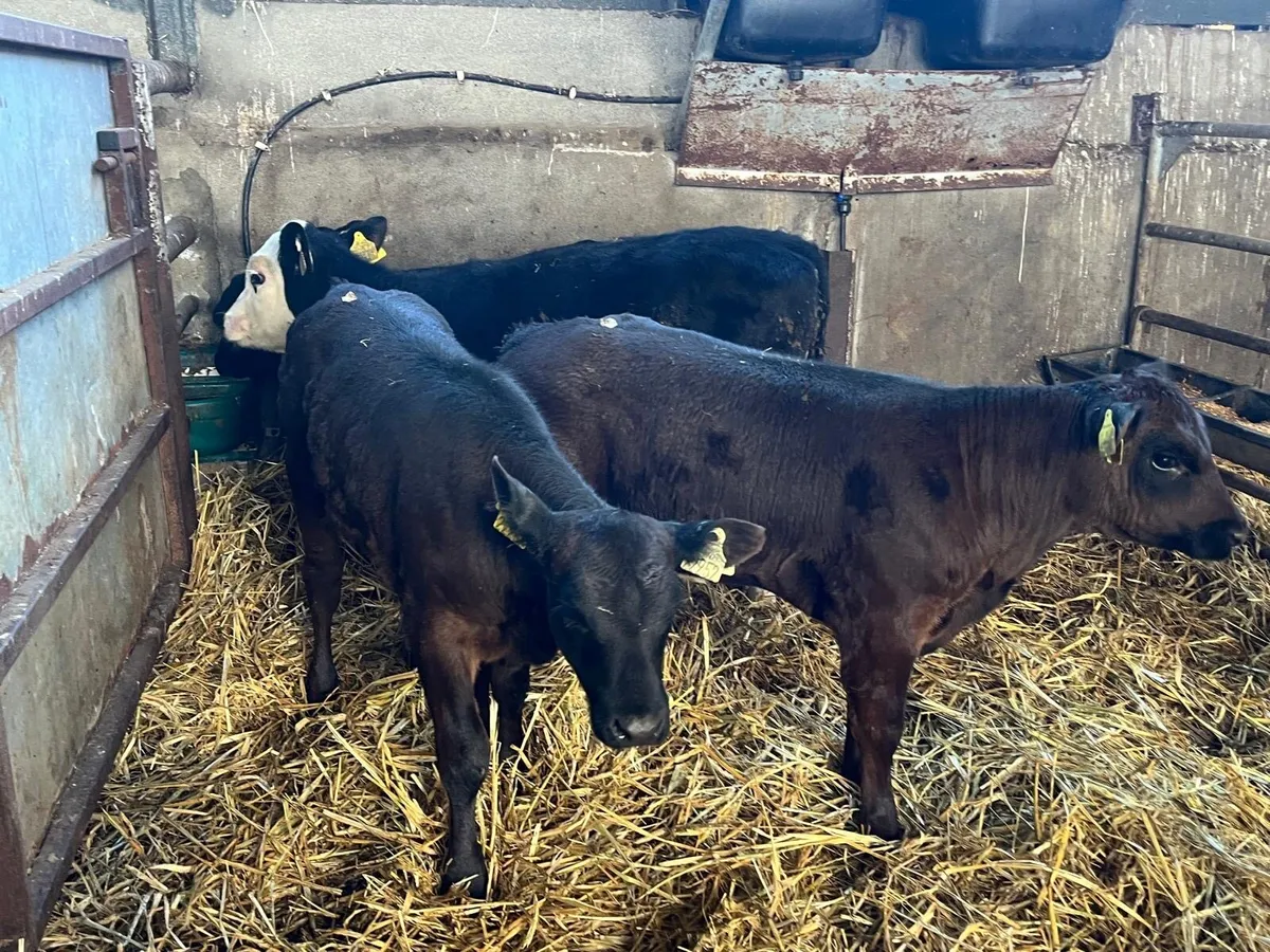 5 super Angus runner heifers - Image 4