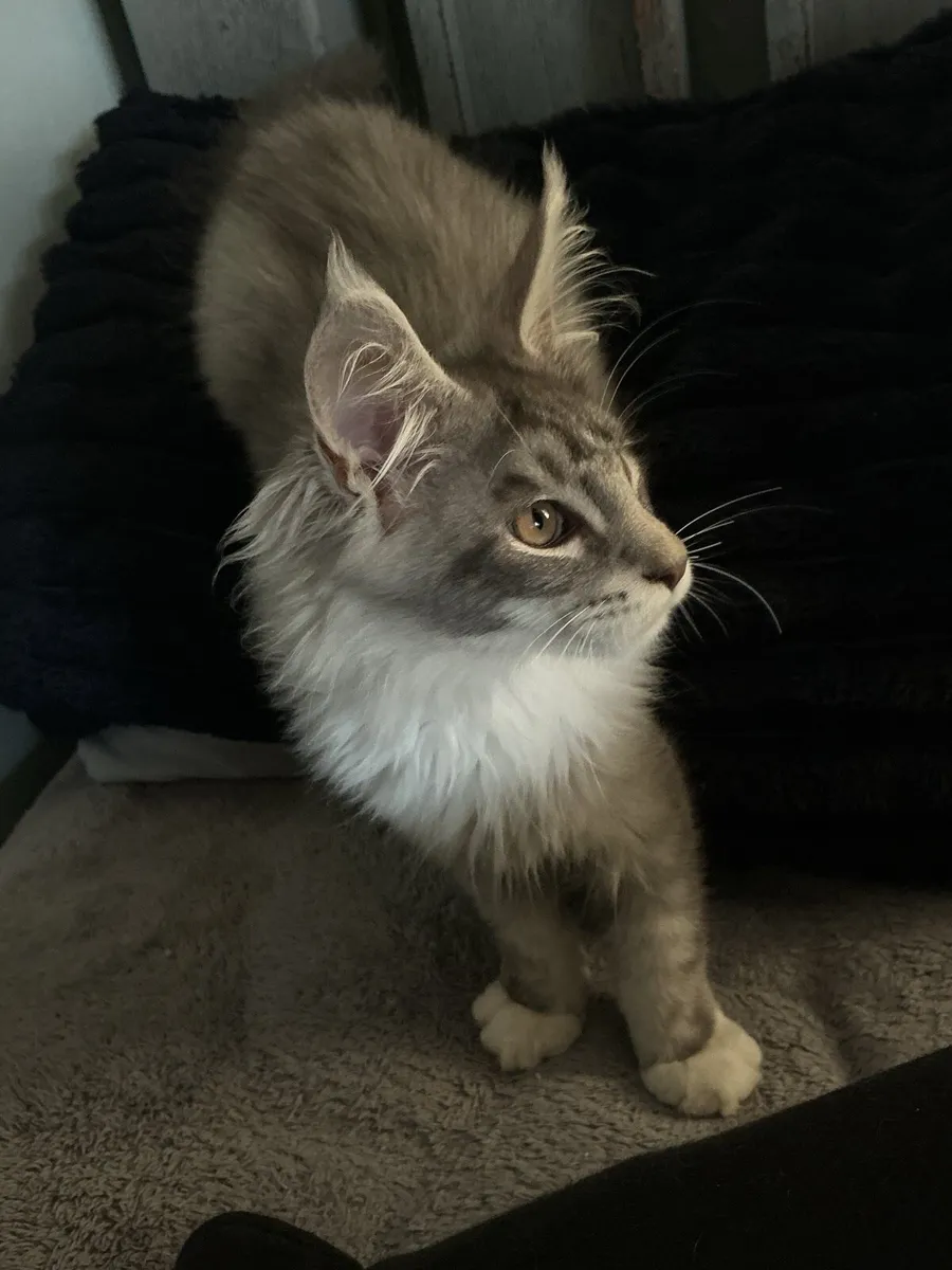 Intelligent Purebred Maine Coon Beauties - Image 1