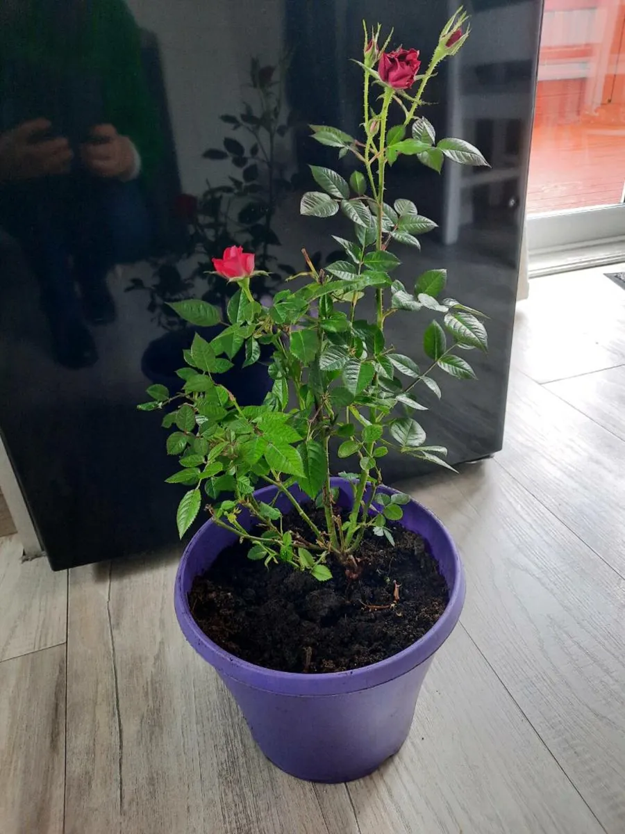 Indoor plants - Image 1