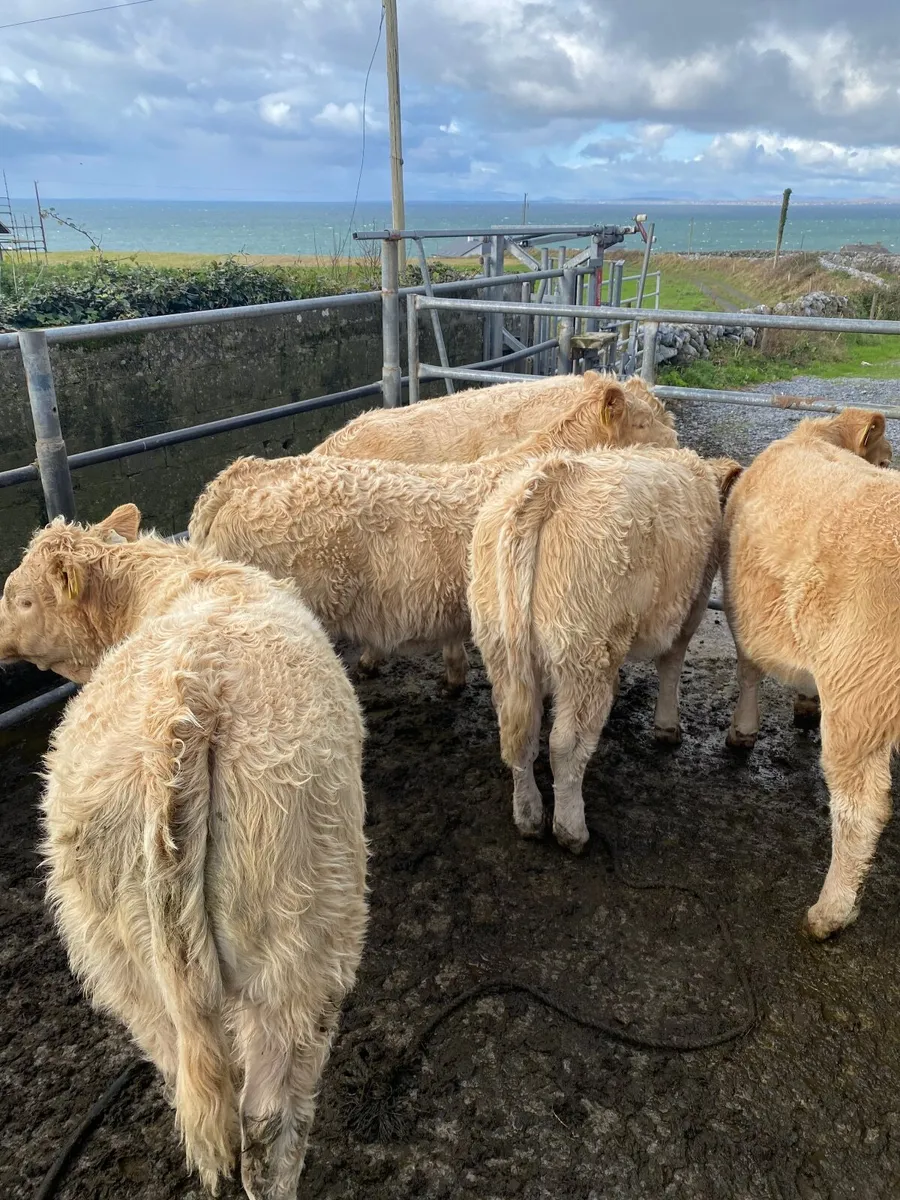 Heifers - Image 1
