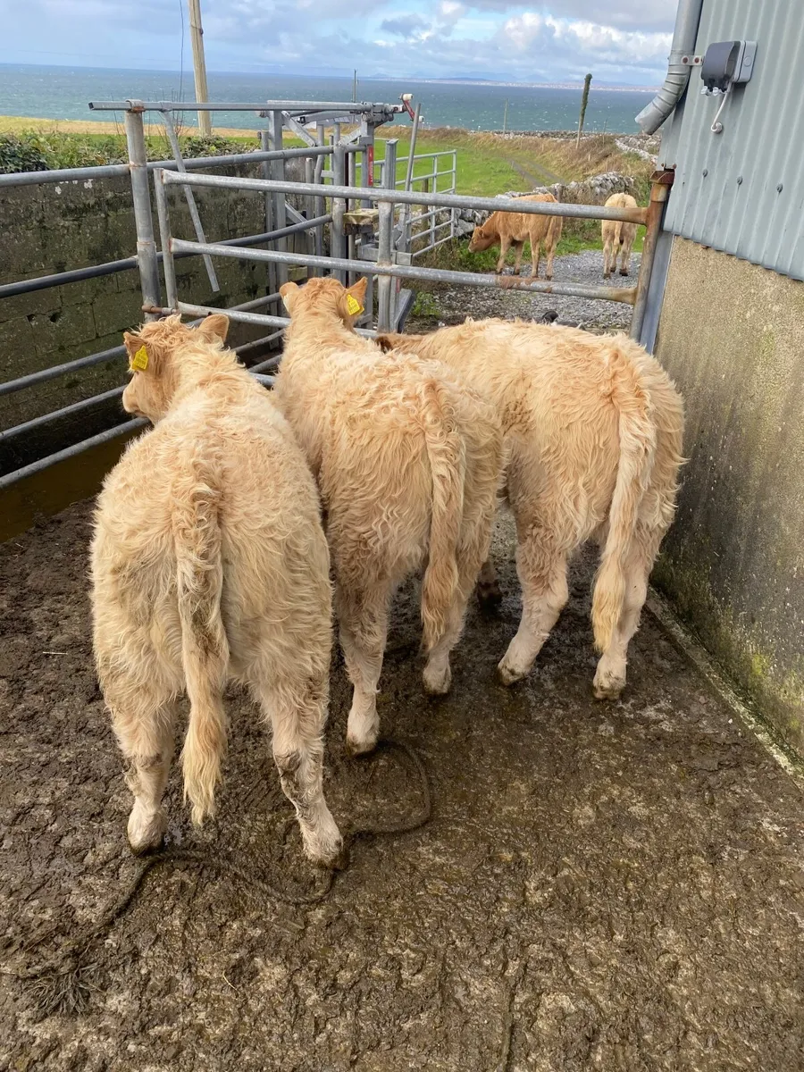 Heifers - Image 2