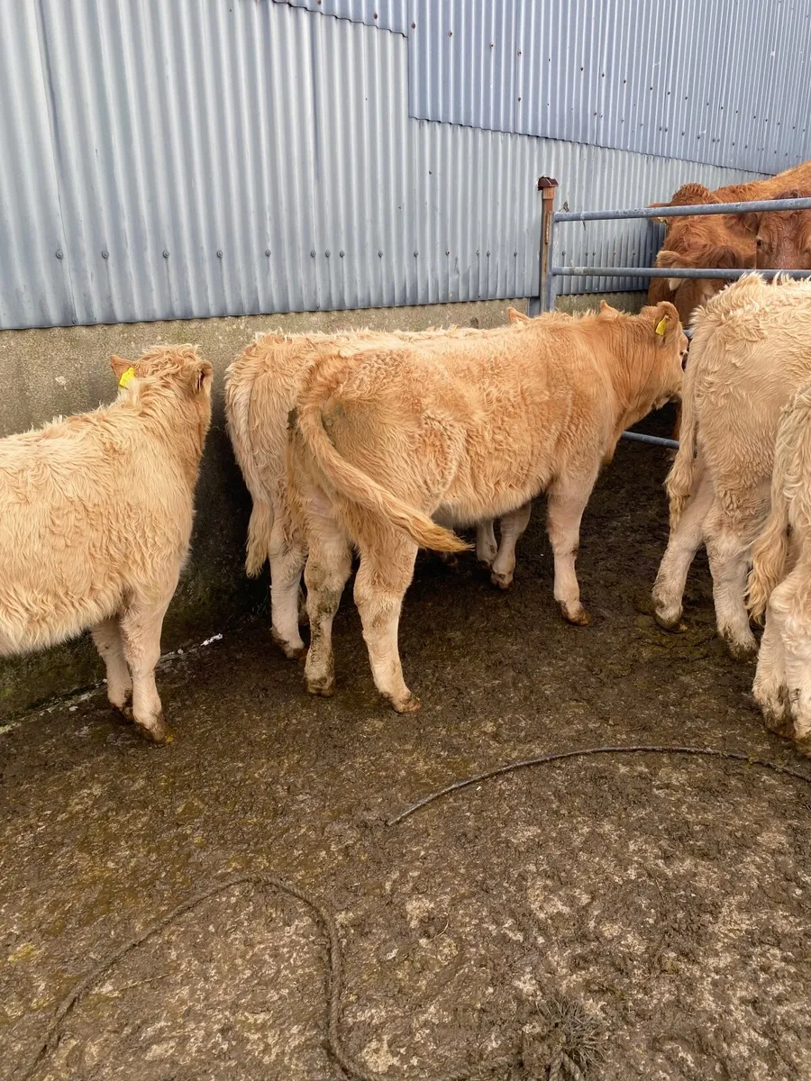 Heifers - Image 3