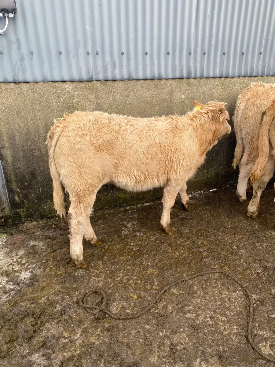 Heifers - Image 4