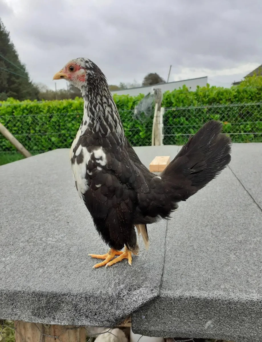 Indian runner ducks , serama bantams , hens - Image 1