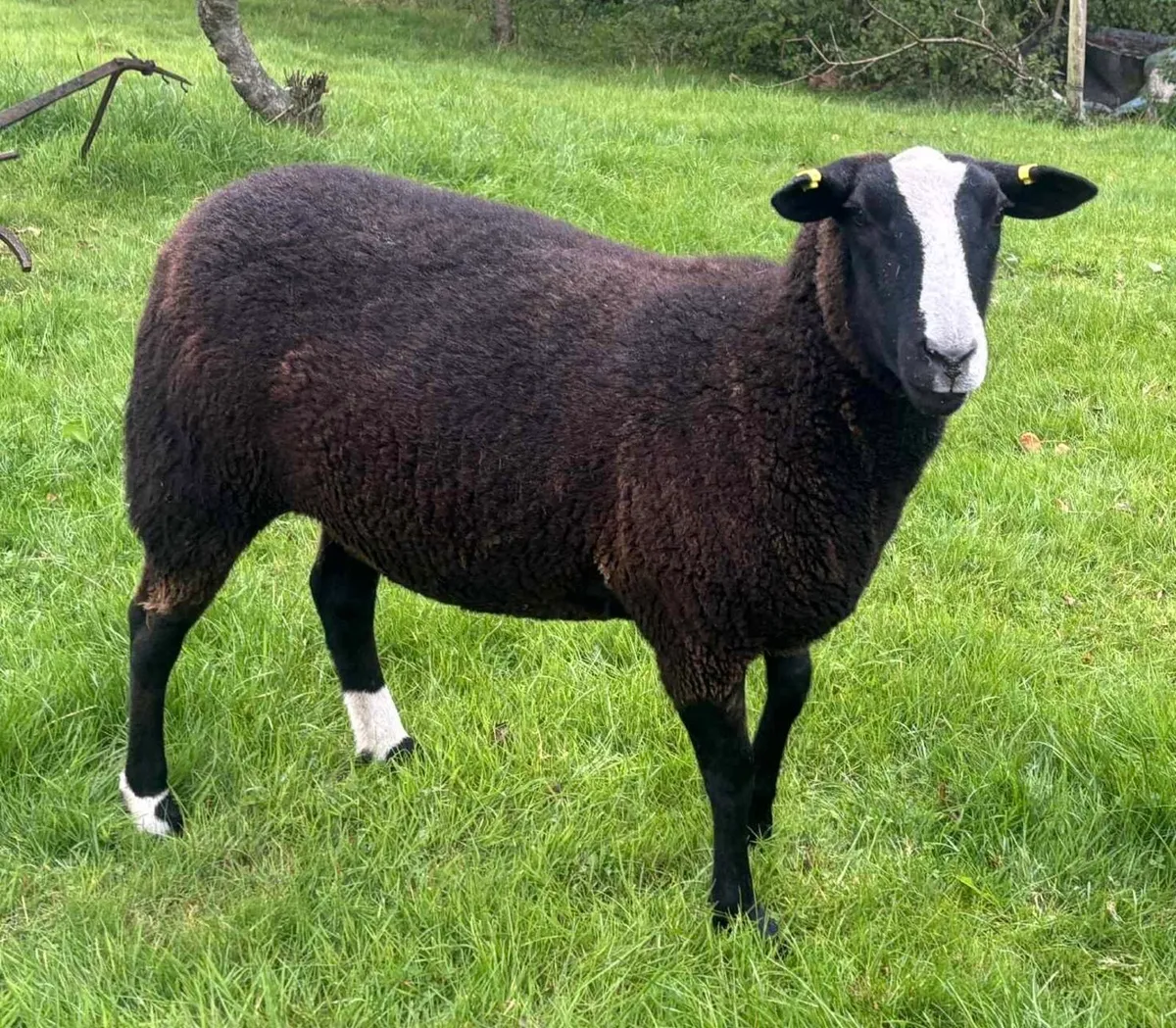 Pedigree Zwartble Hogget Ewes - Image 1
