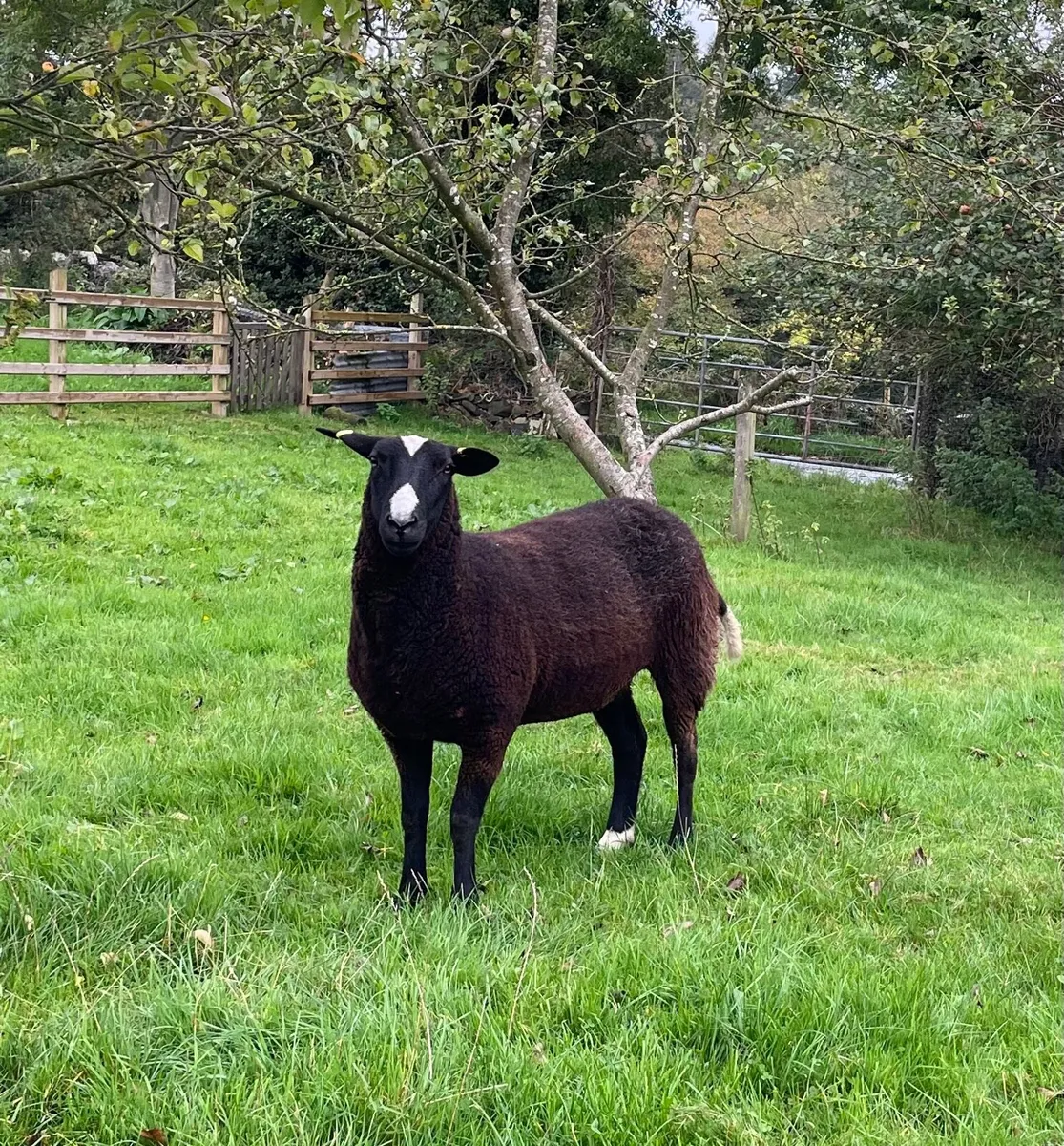 Pedigree Zwartble Hogget Ewes - Image 2