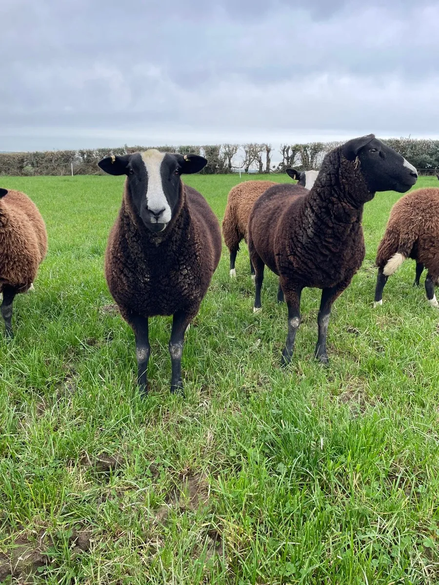 Pedigree Zwartble Hogget Ewes - Image 3