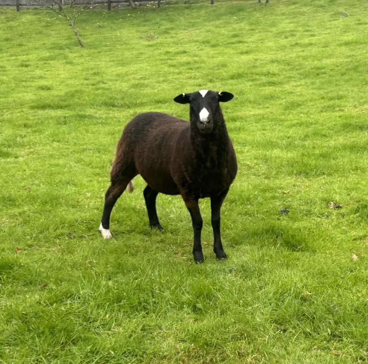 Pedigree Zwartble Hogget Ewes - Image 4