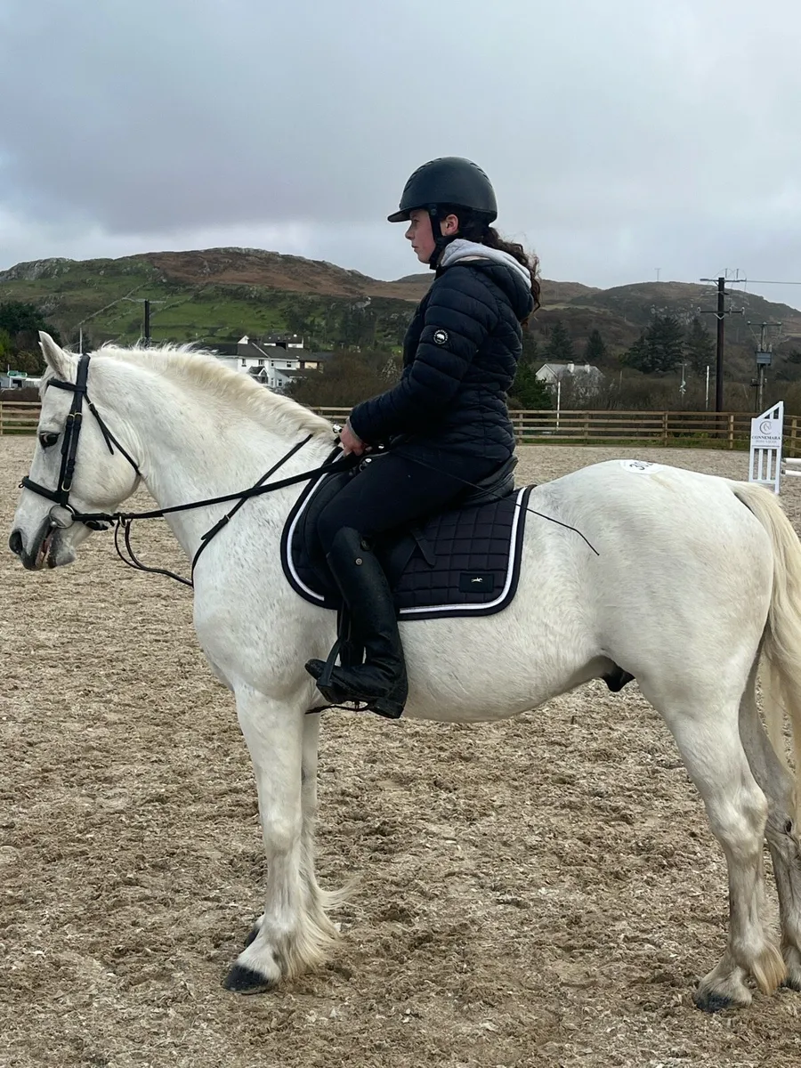 Connemara stallion class one broken riding - Image 2