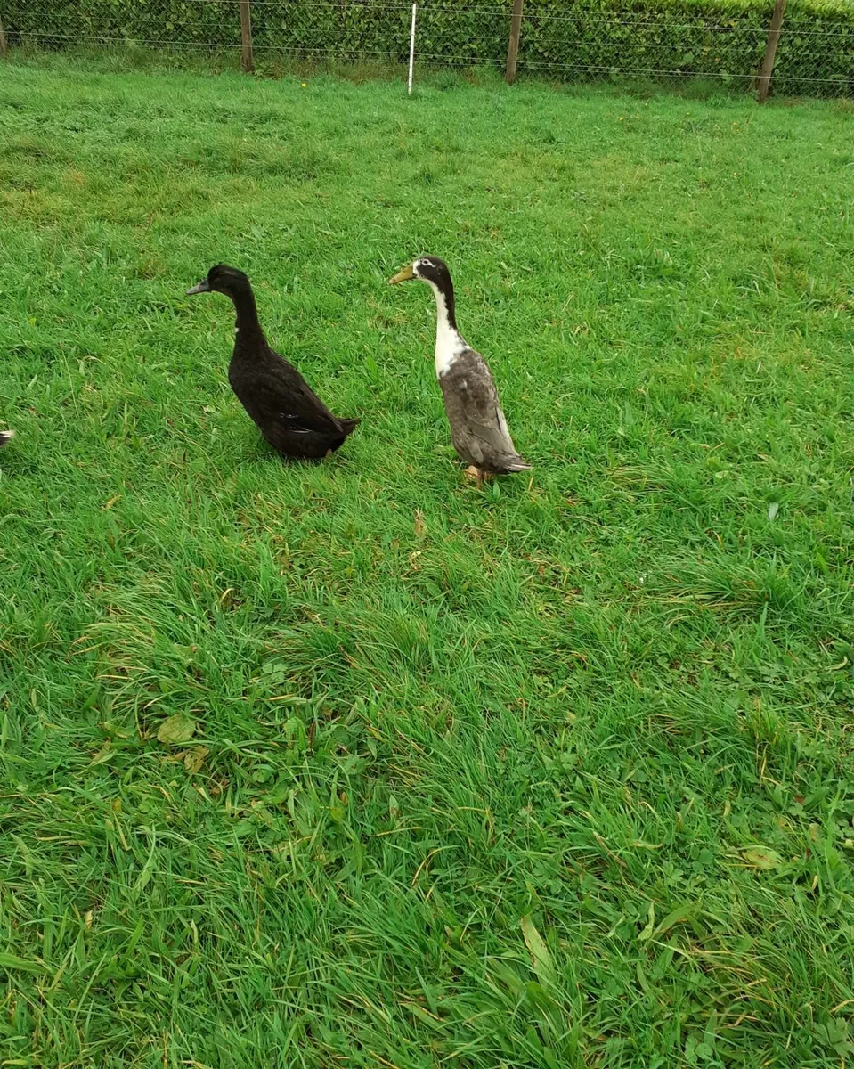 Indian runner ducks , serama bantams , hens - Image 4