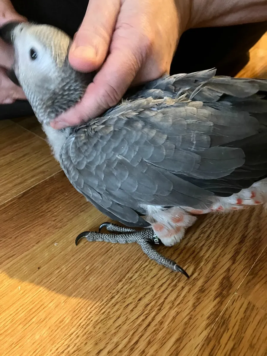 Baby african grey - Image 1