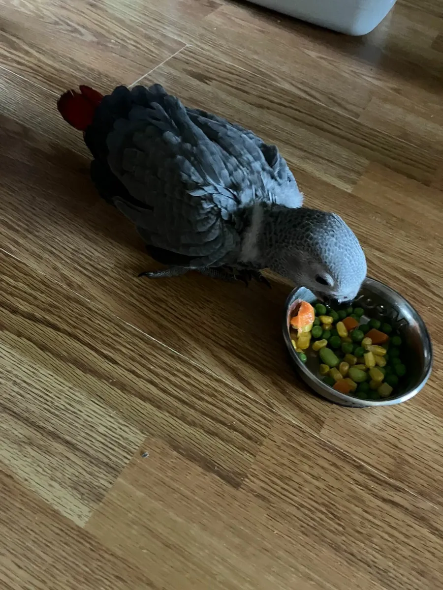 Baby african grey - Image 2