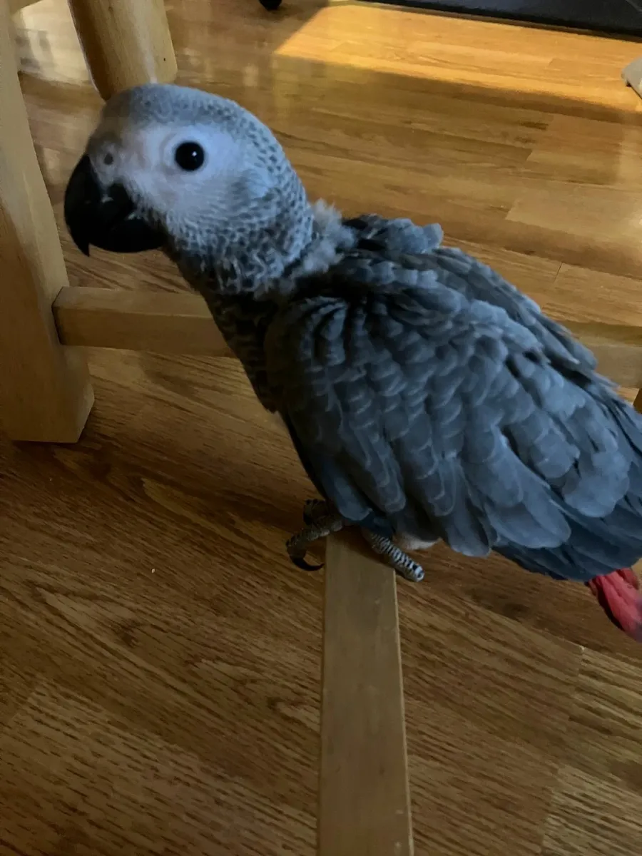 Baby african grey - Image 3