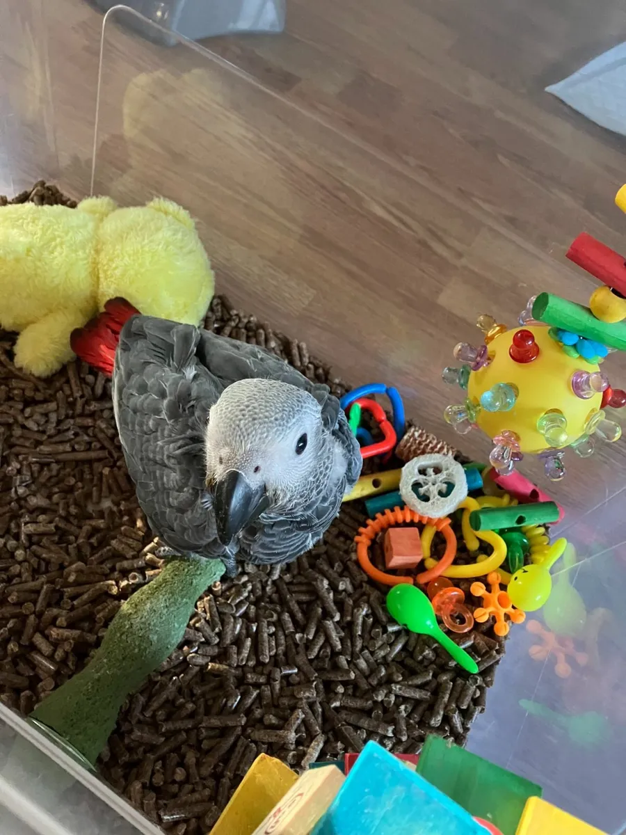 Baby african grey - Image 4