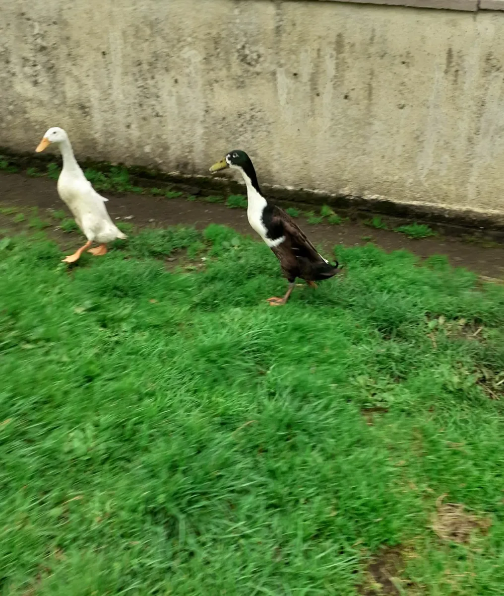 Indian runner drakes , hens, ducks - Image 4