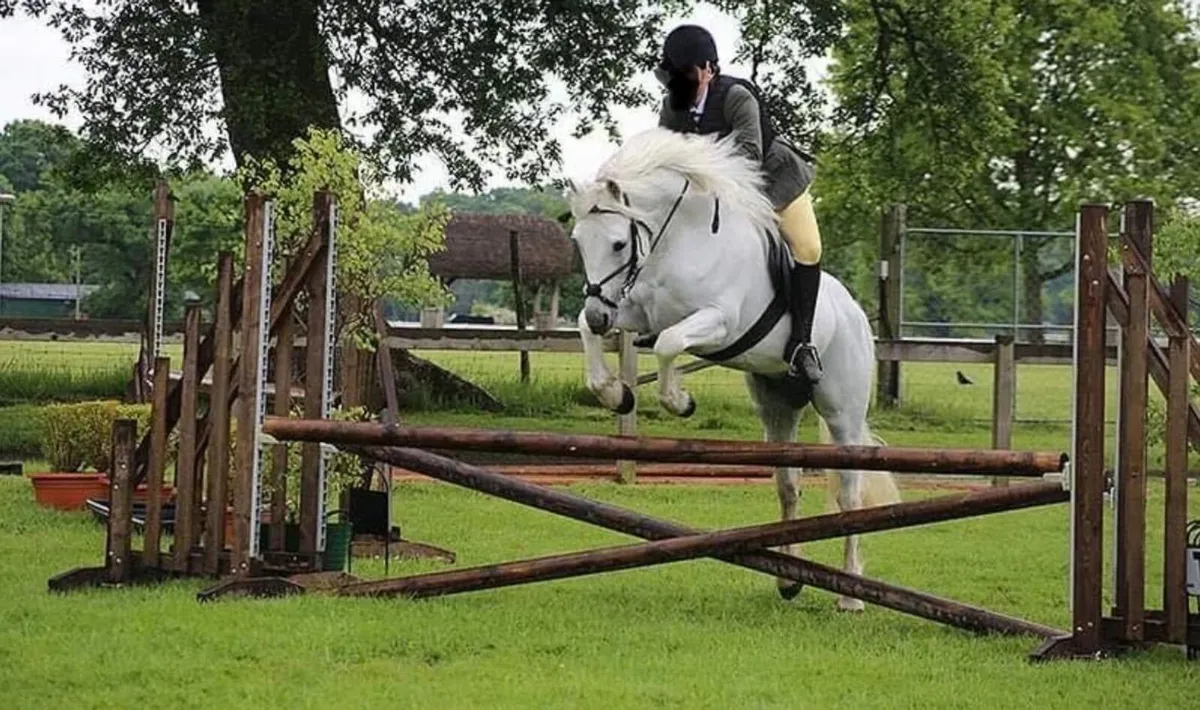 Connemara stallion class one broken riding - Image 3