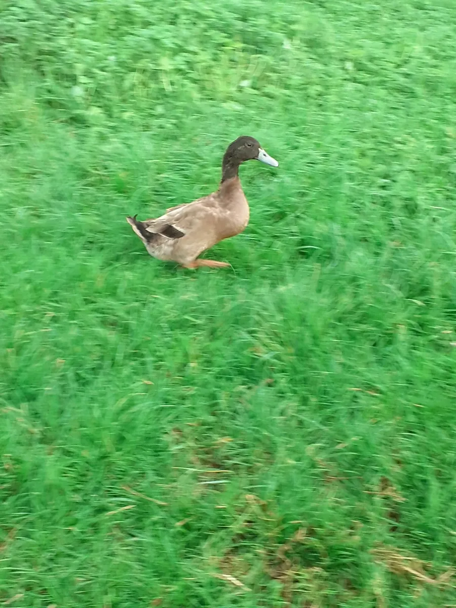Indian runner ducks , serama bantams , hens - Image 2