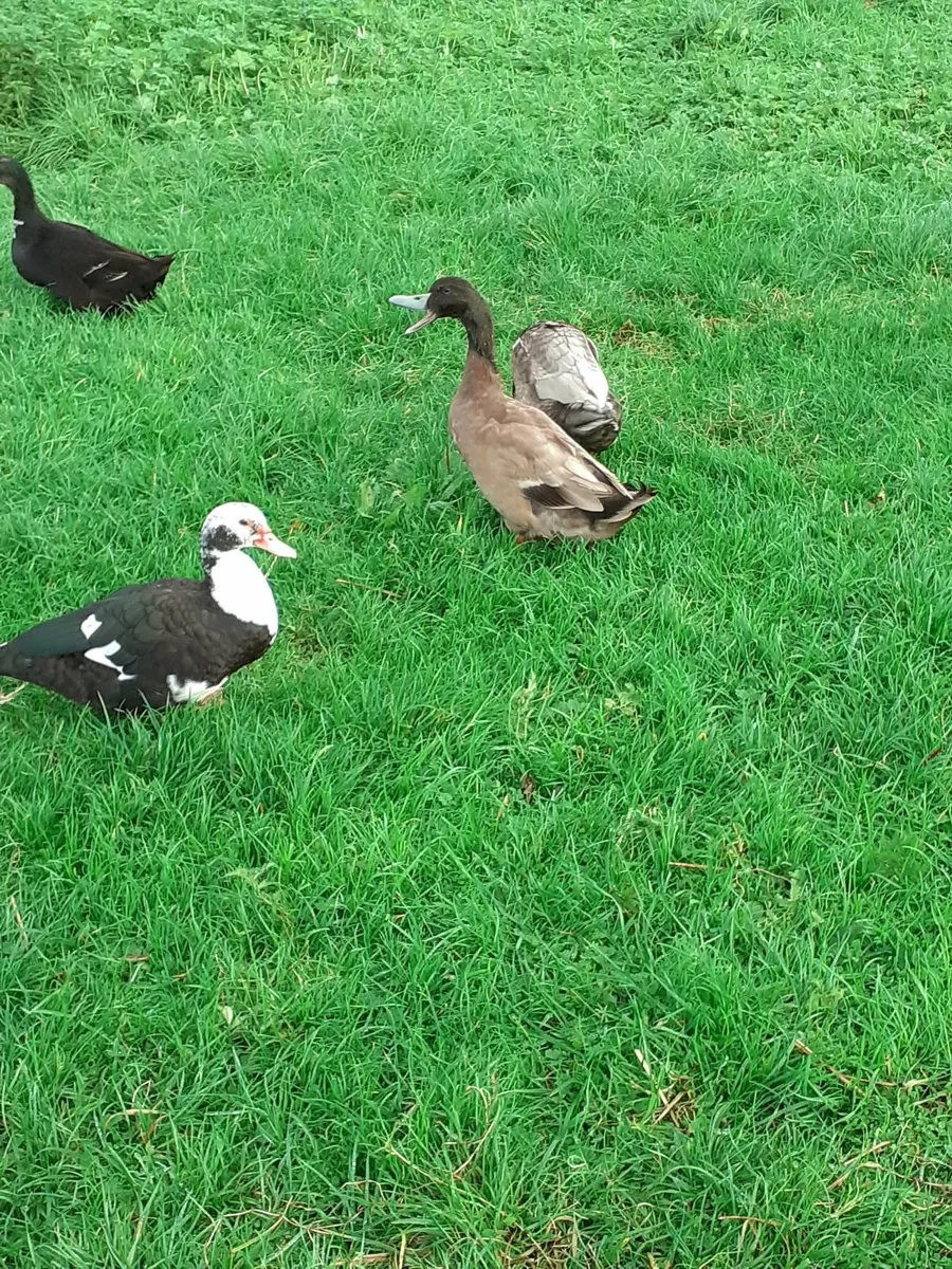 Indian runner ducks , serama bantams , hens - Image 3