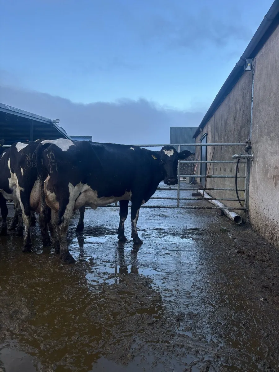 Freshly calved cows for sale - Image 2