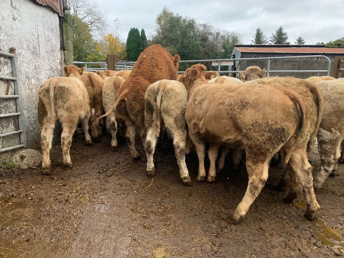 22 super u grade heifers 320kg - Image 1