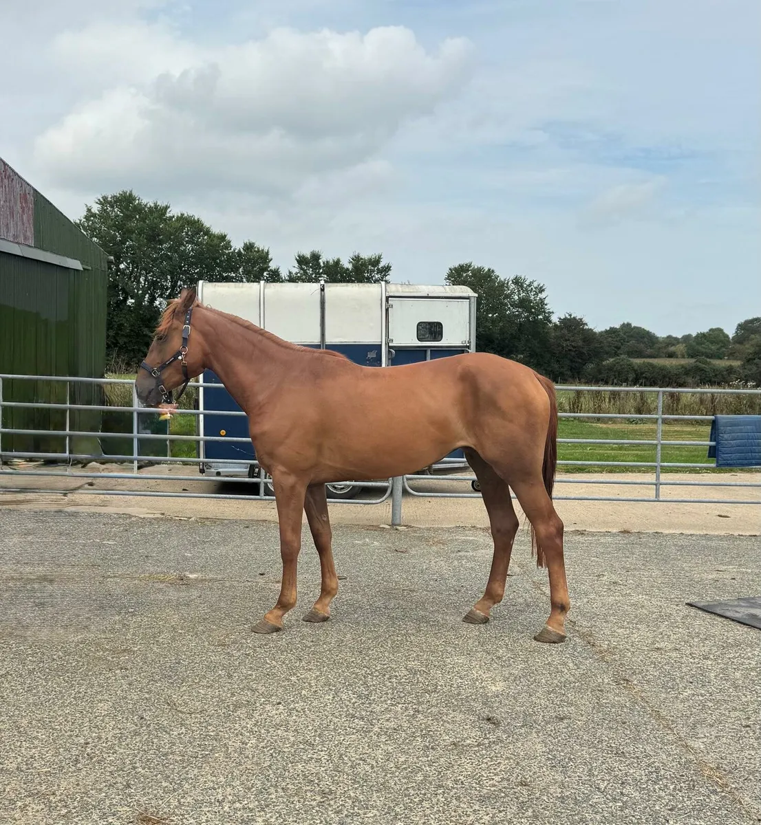 Traditional 3 year old filly - Image 2