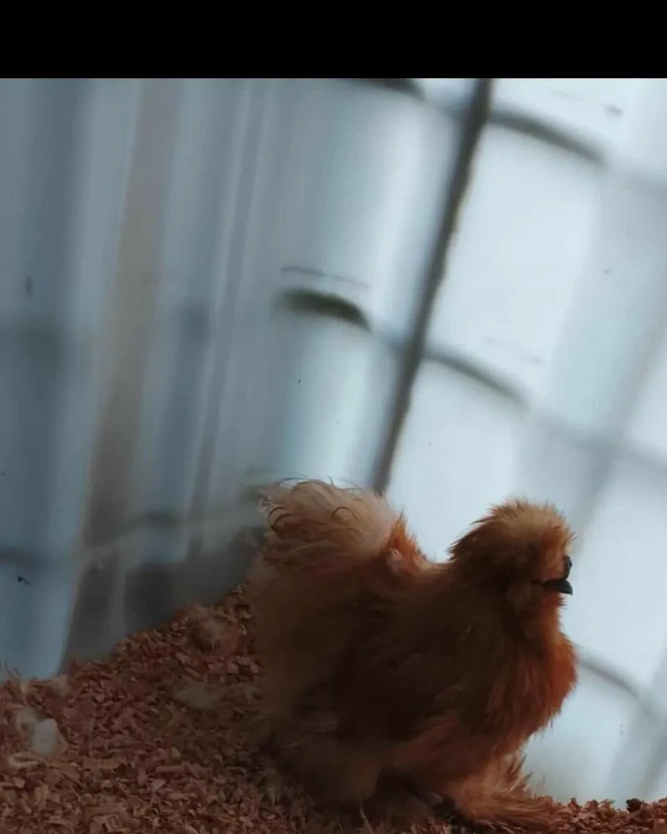 Buff USA silkie rooster - Image 3