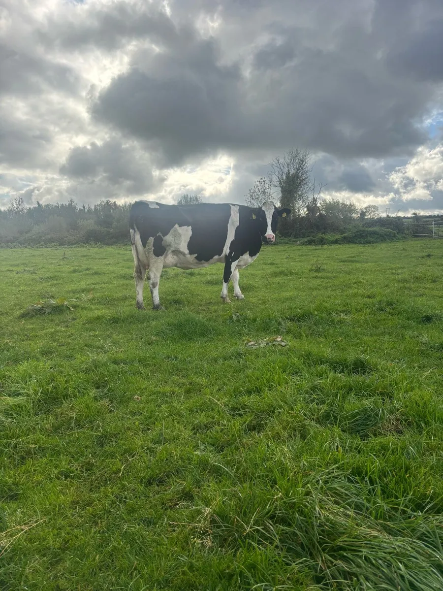 Freshly calved cows for sale - Image 1