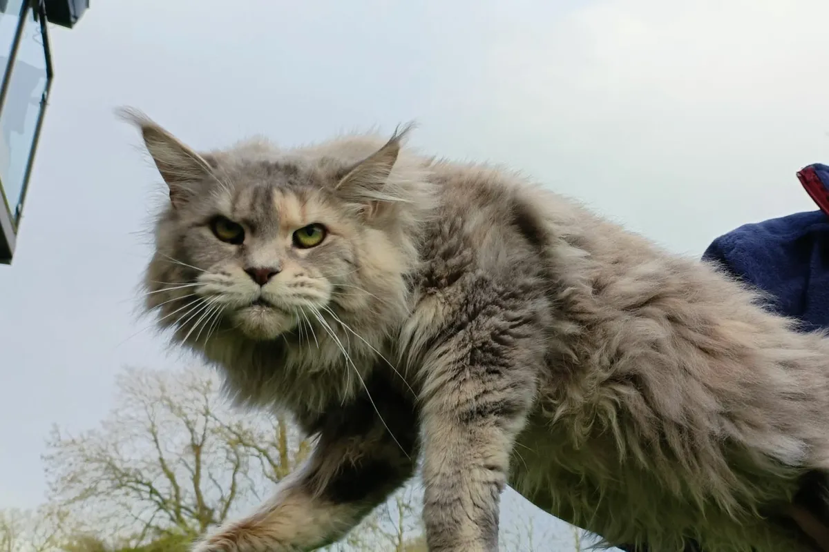 Maine Coon - Image 2