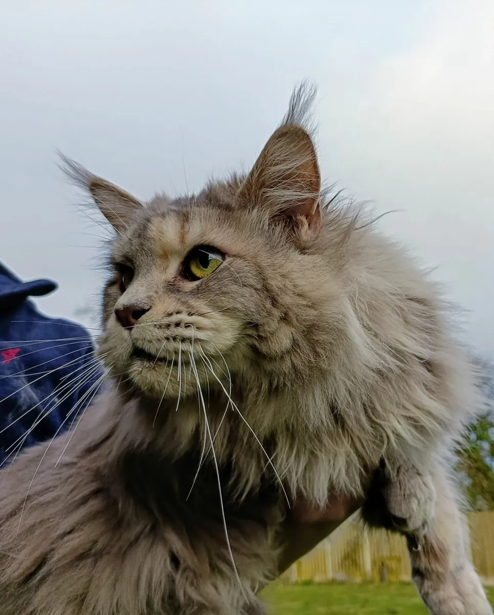 Maine Coon - Image 3
