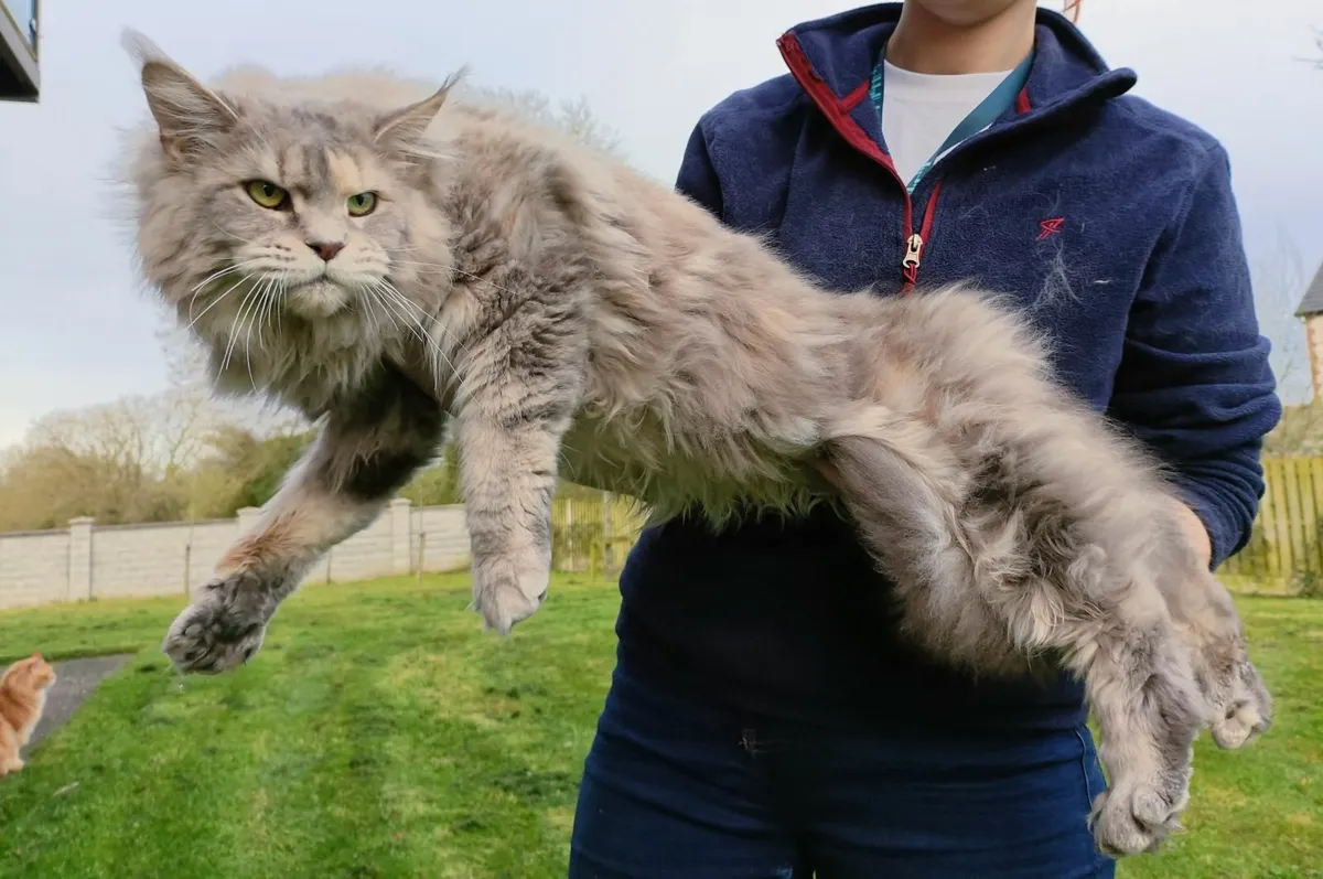 Maine Coon - Image 4