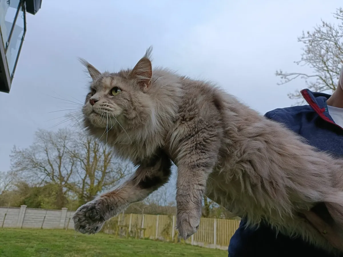Maine Coon - Image 1