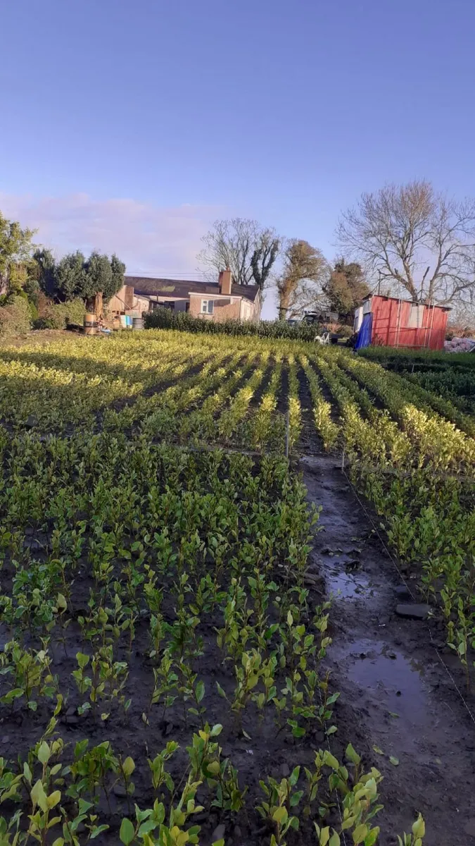 Hedging Plants