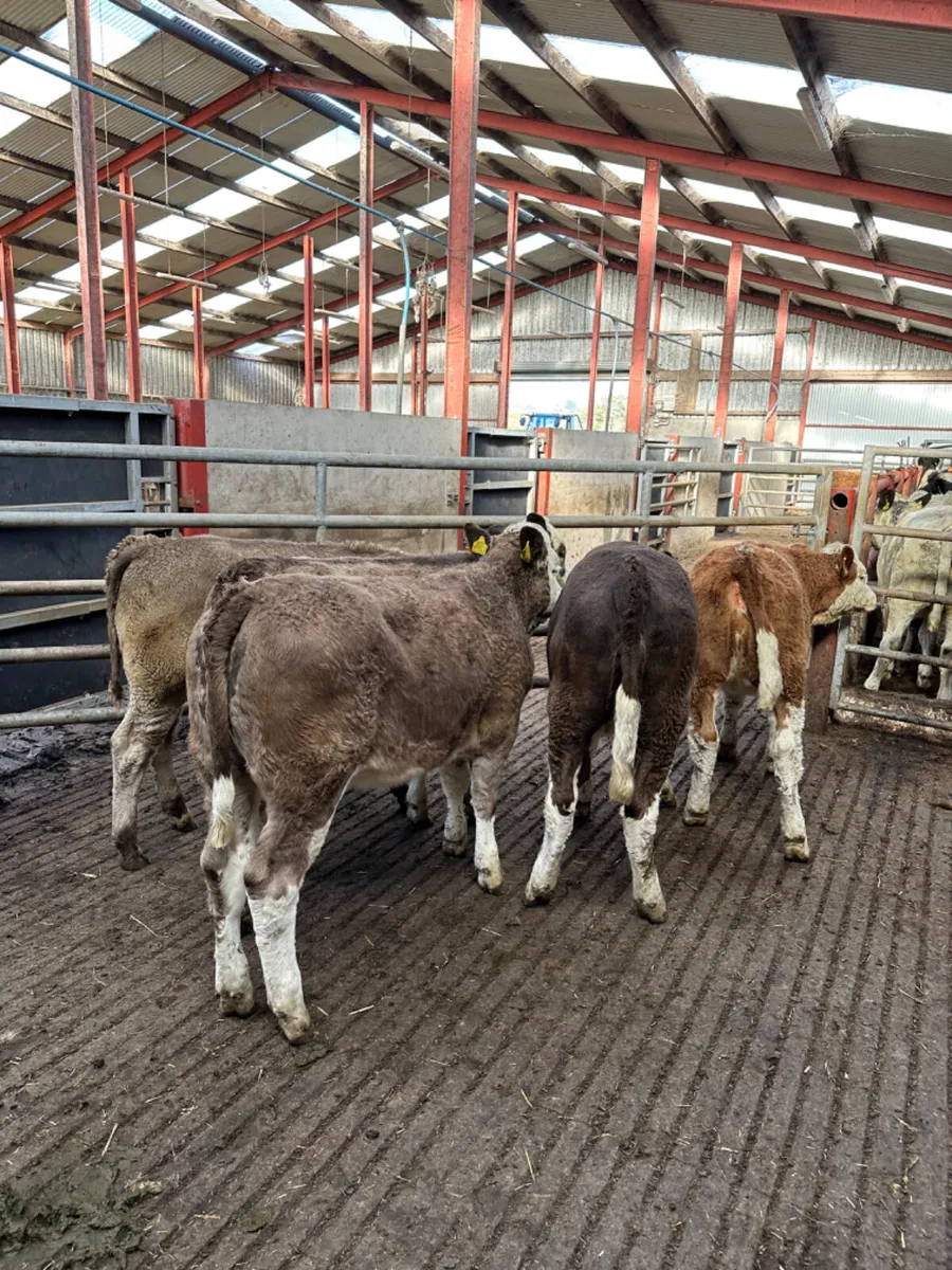 Simmental heifers - Image 2