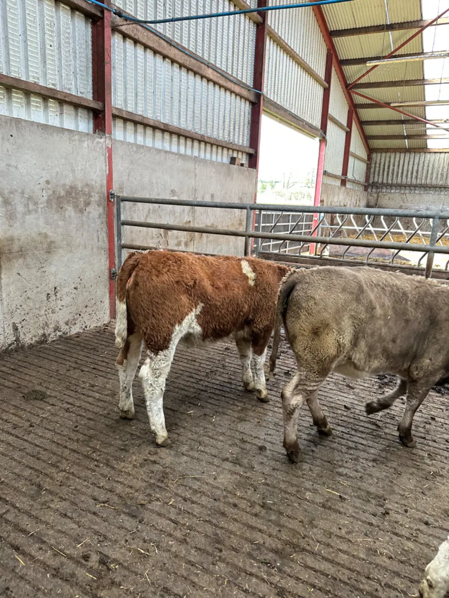 Simmental heifers - Image 4