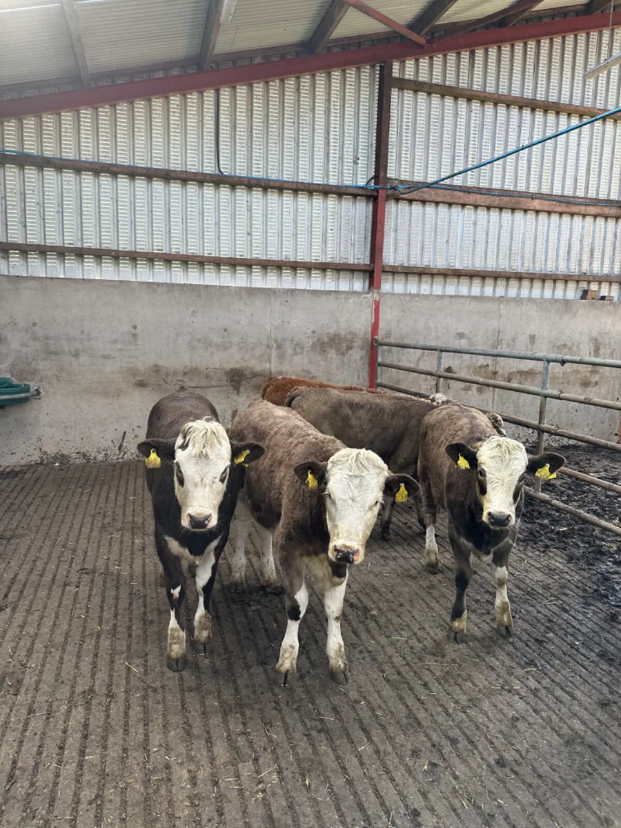 Simmental heifers - Image 1