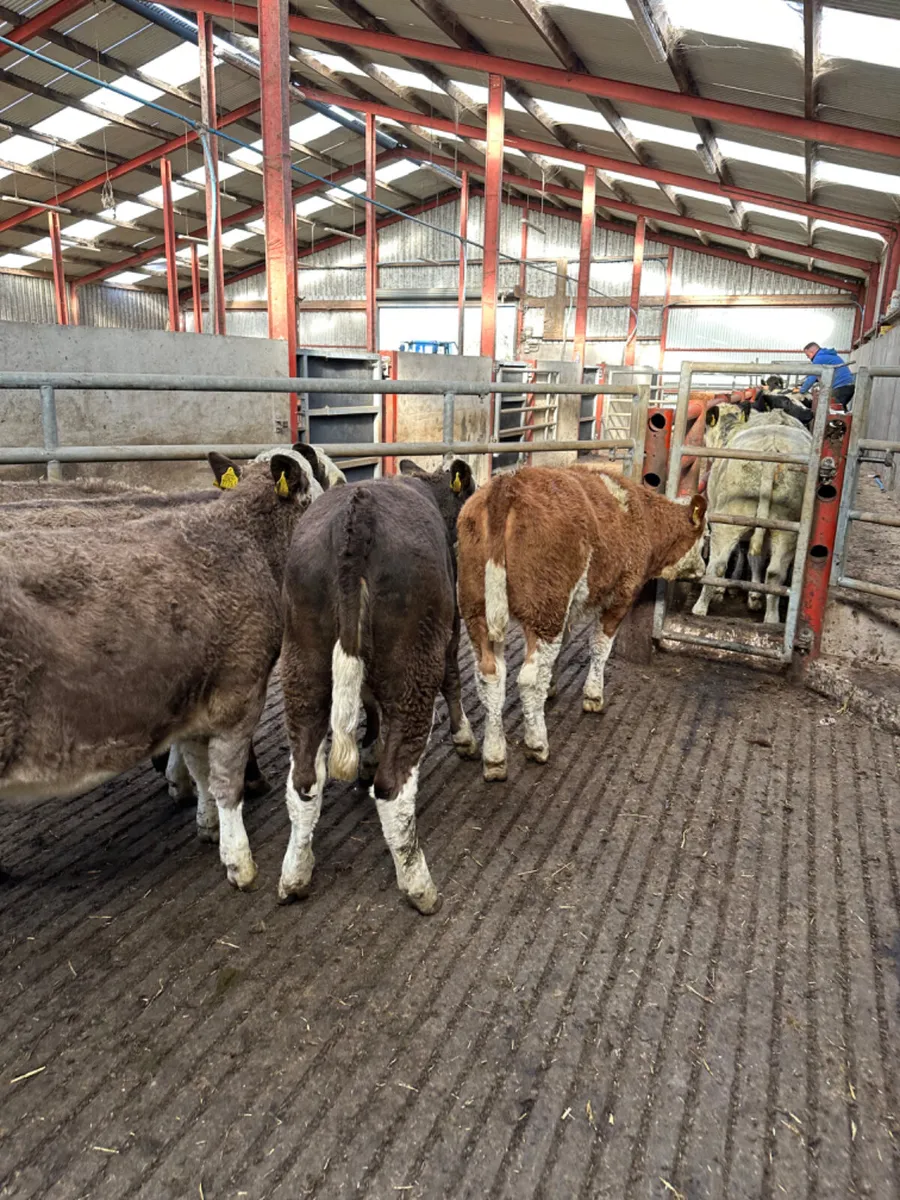 Simmental heifers - Image 3