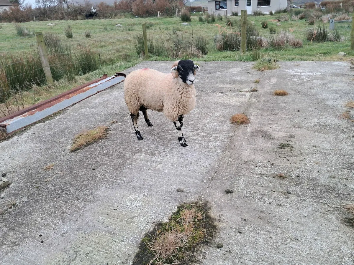 SIS Eligible Ram Lambs - Image 1