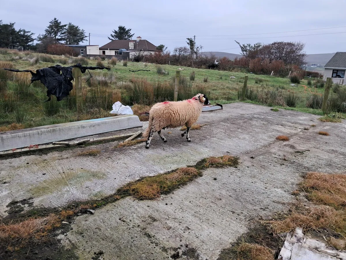 SIS Eligible Ram Lambs - Image 4
