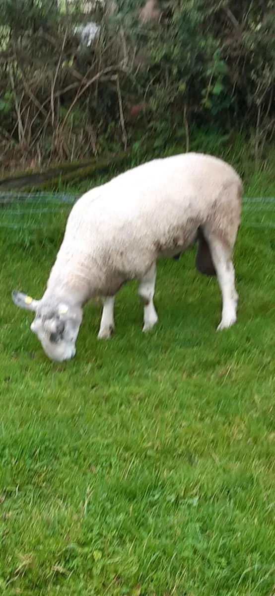 Blue faced Leicester - Image 1