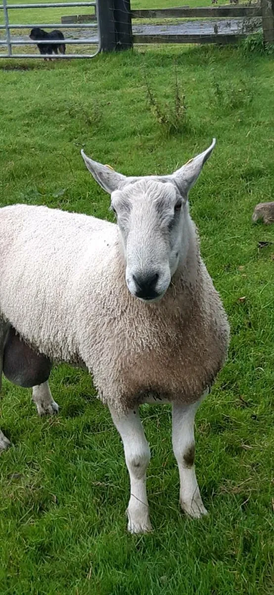 Blue faced Leicester - Image 3