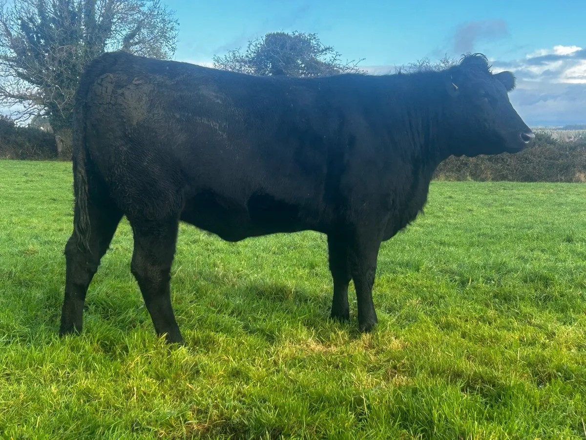 In-Calf Heifer - Image 1