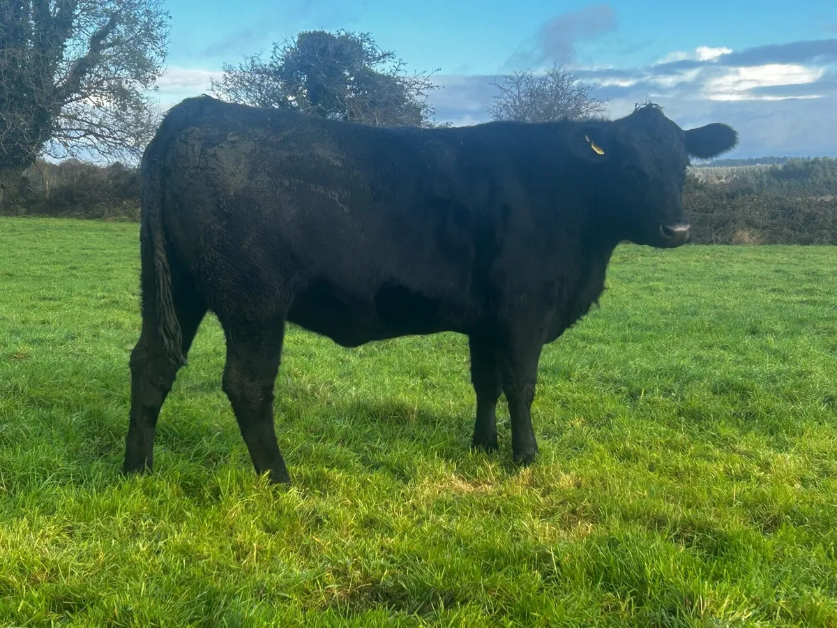 In-Calf Heifer - Image 2