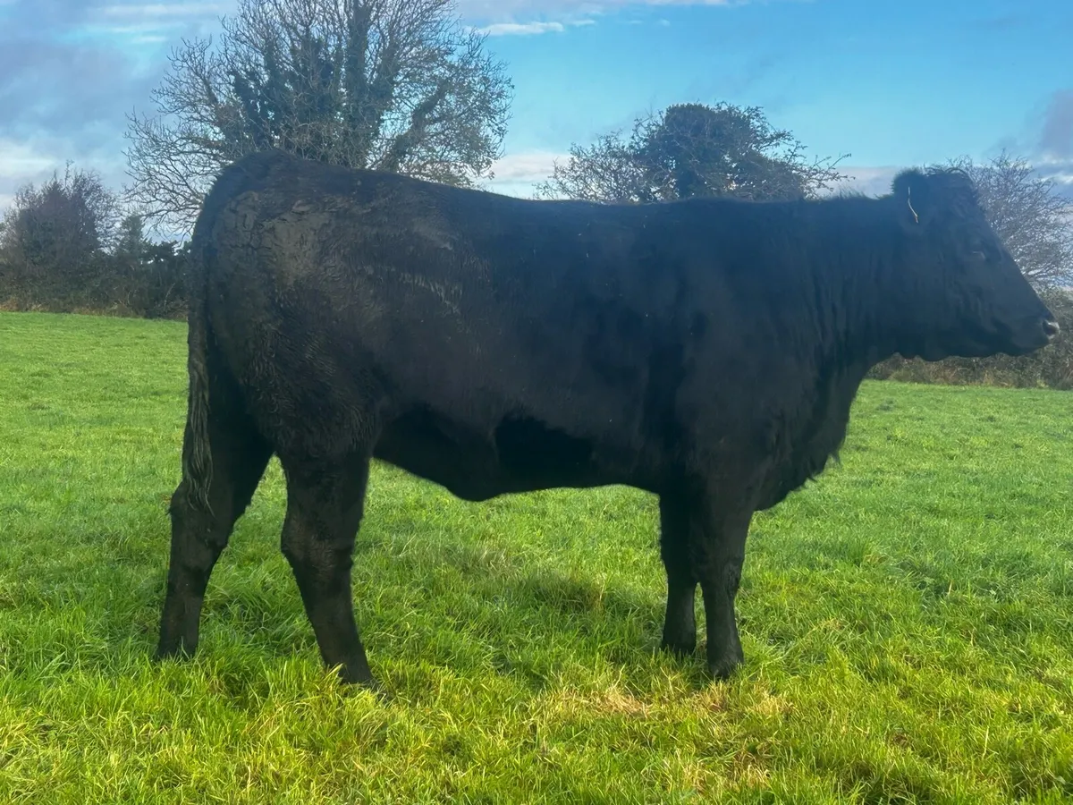 In-Calf Heifer - Image 3