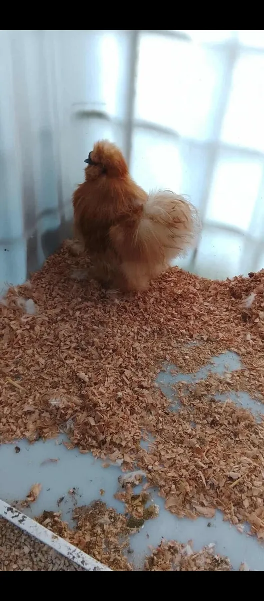 Buff USA silkie rooster - Image 2